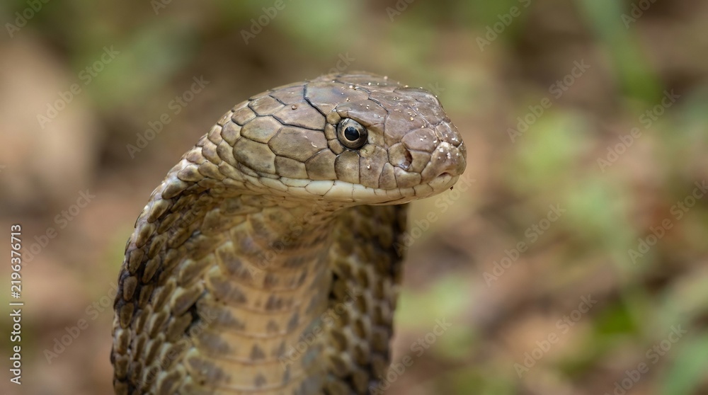 Obraz premium Close-up portrait of a brown cobra with expanded hood in natural habitat