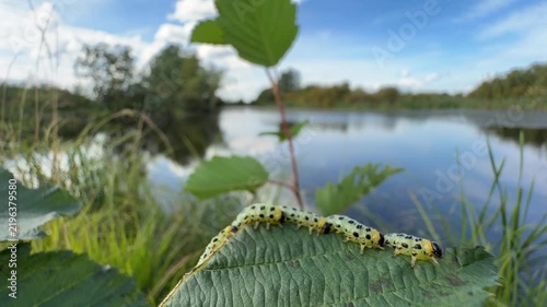 Sawfly larva on leaf by water: crop pest threat or macro nature footage