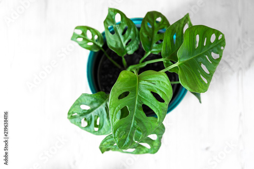 Monstera deliciosa baby small indoor plant. Rhaphidophora tetrasperma (Monstera Minima, Philodendron Minima) in blue ceramic pot on white table. Modern tropical houseplant. Indoorplant care concept. 