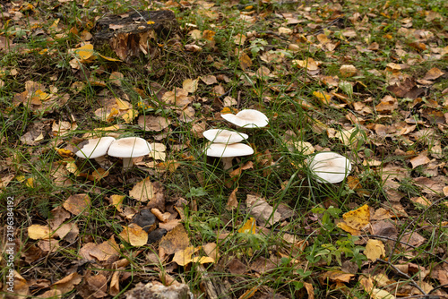 Group of wild inedible mushrooms in autumn forest amongst fallen leaves, grass, and old tree stump.
