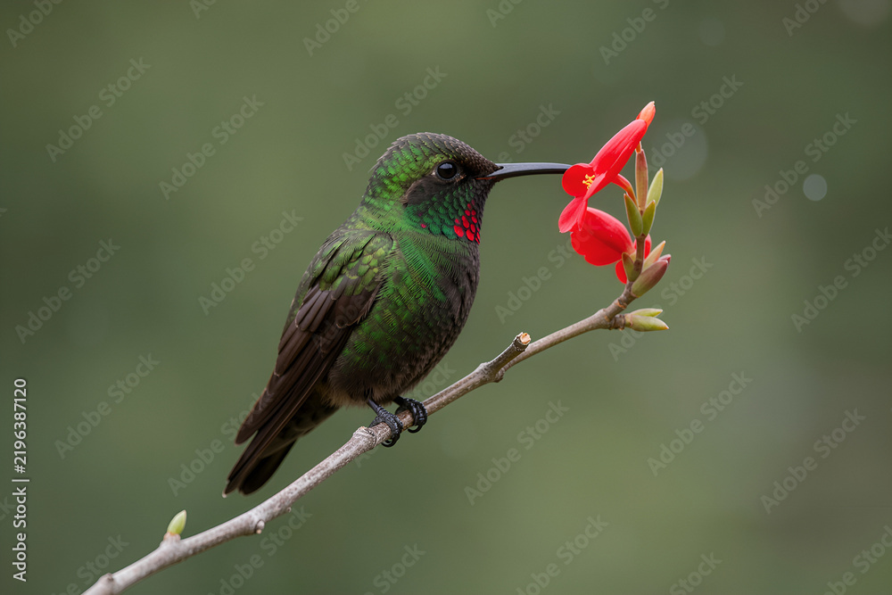 Fototapeta premium Ruby-throated hummingbird perched on a branch beside a red blossom