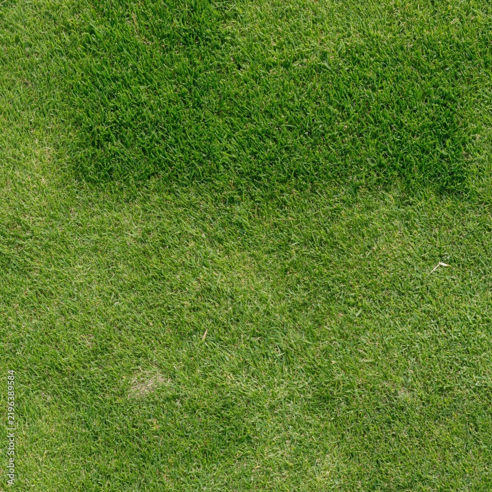 Obraz premium Grass lawn texture with a dense, freshly mown sward in muted olive green tones, providing a natural background for web design and mockups