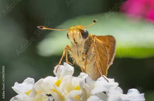 Macro of yellow skipper isolated on lantana