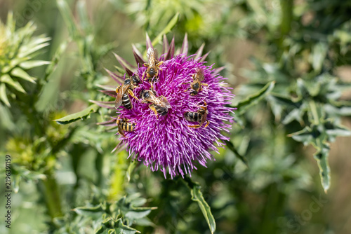 Foto Wild bees on purple nodding thistle (Carduus nutans) flower