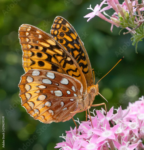 Great spangled fritillary butterfly moth isolated on pink penta flower