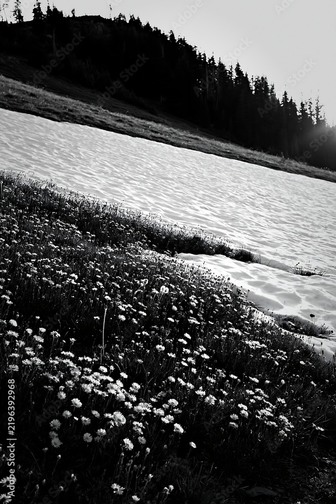 Obraz premium Snowy meadow with flowers in foothills during sunset