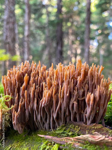 wild coral mushrooms in the forest