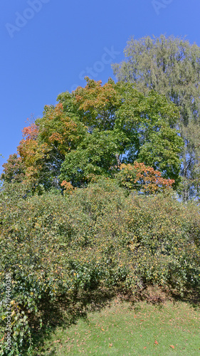 Mixed green treetops with early autumn colors beneath a wide clear blue sky.