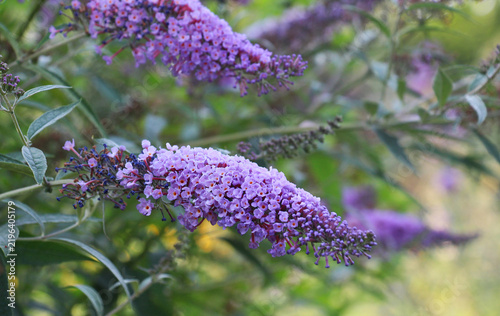 Butterfly-bush (Buddleja Davidii) is blooming in the garden