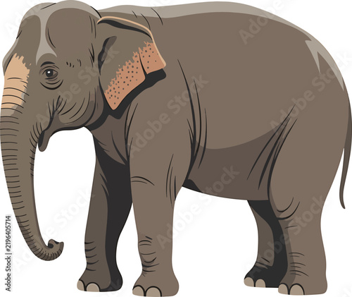 Adult elephant standing grey skin large ears white background