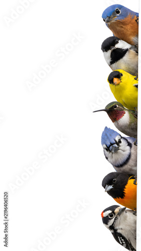 Birds of various colors and sizes