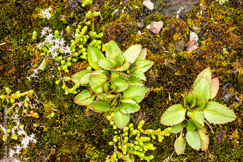 Cuadro en lienzo Early Saxifrage