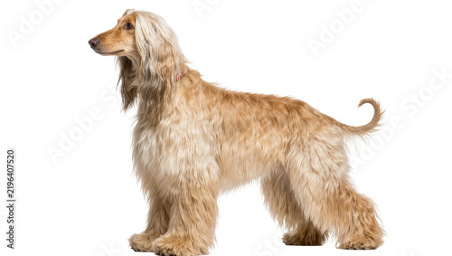 Quadro su tela Elegant Afghan Hound with long flowing fur, standing proudly isolated on transpa