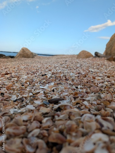 Fotografía seashell covered beach, sea shell covered beach