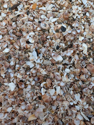 Fotografía seashells background, seashell covered beach