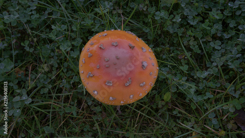 Fly agaric mushroom (Amanita muscaria) viewed from above among green grass and clover.