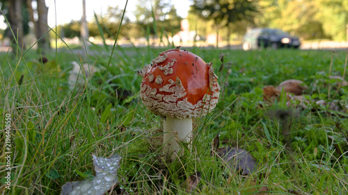 Young fly agaric mushroom (Amanita muscaria) with abundant veil remnants growing among grass and moss.