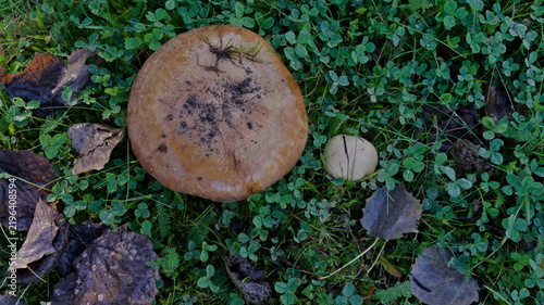 Large brown wild mushroom and a small pale mushroom growing among wet green vegetation and fallen leaves.