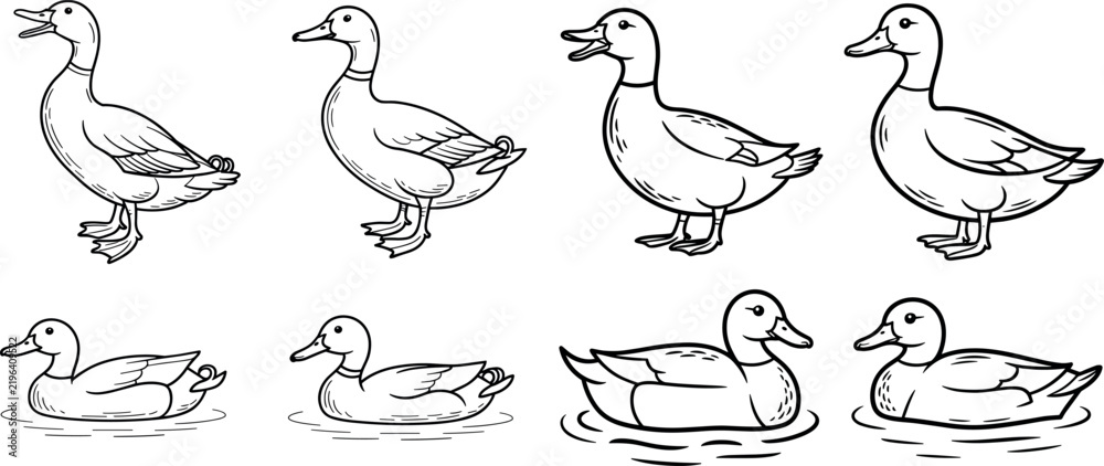 Fototapeta premium Hand drawn duck line art vector bundle featuring standing and floating poses in side view layout