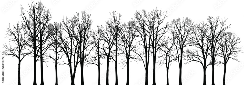 Obraz premium Bare winter tree silhouettes, black forest line vector illustration, leafless deciduous trees in a row, minimalist nature landscape elements