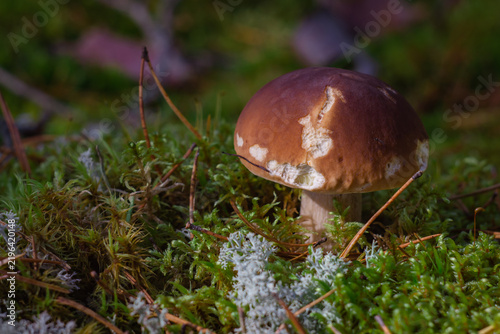 Foto A porcini mushroom in the forest, in the rays of the sun.