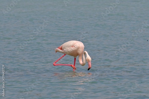 Greater Flamingo  ,Phoenicopterus roseus  in the salt lagoon of Calpe, Spain