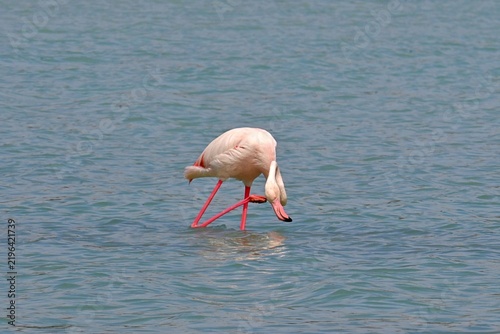 Greater Flamingo  ,Phoenicopterus roseus  in the salt lagoon of Calpe, Spain