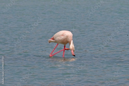 Greater Flamingo  ,Phoenicopterus roseus  in the salt lagoon of Calpe, Spain