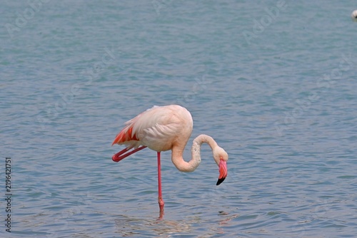Greater Flamingo  ,Phoenicopterus roseus  in the salt lagoon of Calpe, Spain