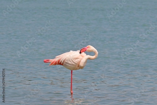 Greater Flamingo  ,Phoenicopterus roseus  in the salt lagoon of Calpe, Spain