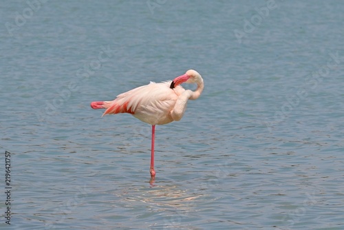 Greater Flamingo  ,Phoenicopterus roseus  in the salt lagoon of Calpe, Spain