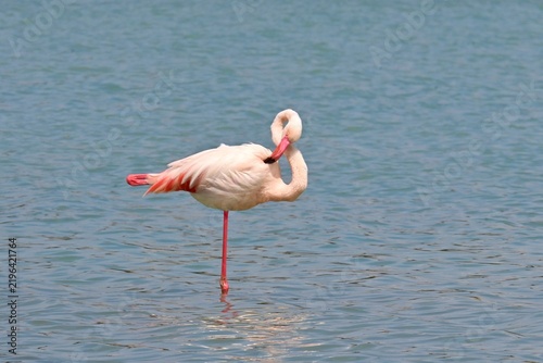 Greater Flamingo  ,Phoenicopterus roseus  in the salt lagoon of Calpe, Spain