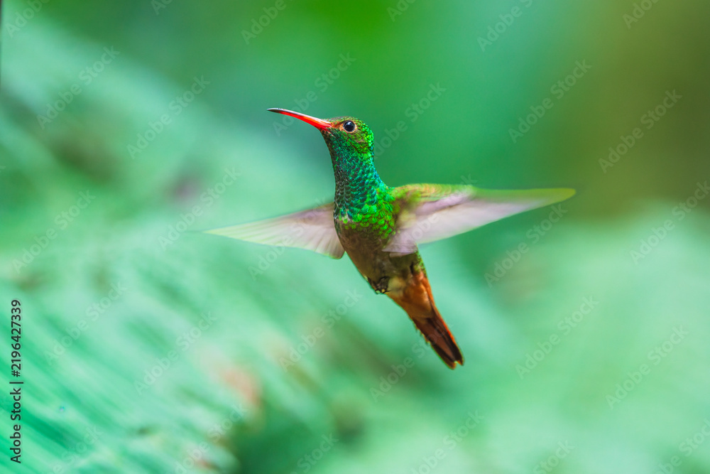 Obraz premium A Rufous-tailed Hummingbird (Amazilia tzacatl) hovering in flight against a blurred green background in Ecuador.