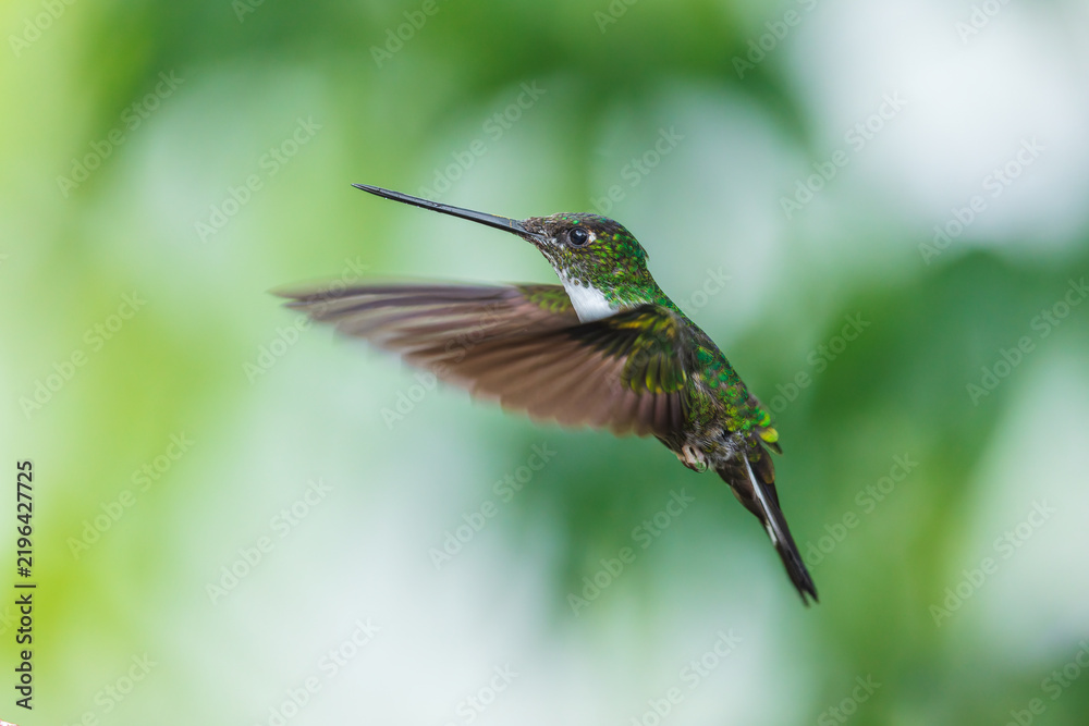 Obraz premium A Collared Inca hummingbird (Coeligena torquata) hovering in flight against a lush green background in Ecuador.
