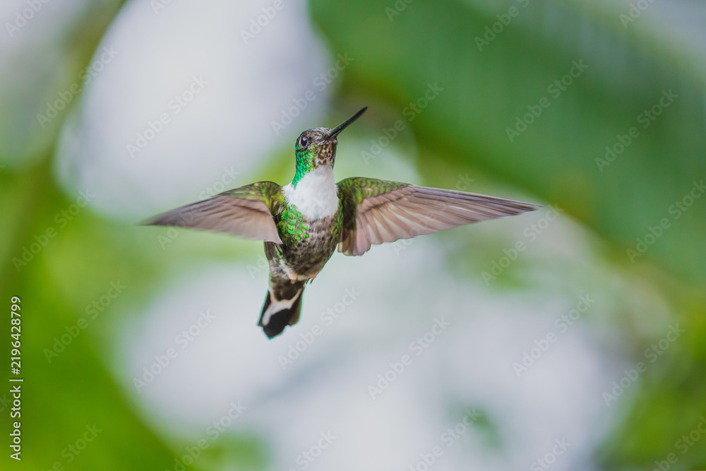 Obraz premium A Collared Inca hummingbird (Coeligena torquata) hovering in flight against a lush green background in Ecuador.
