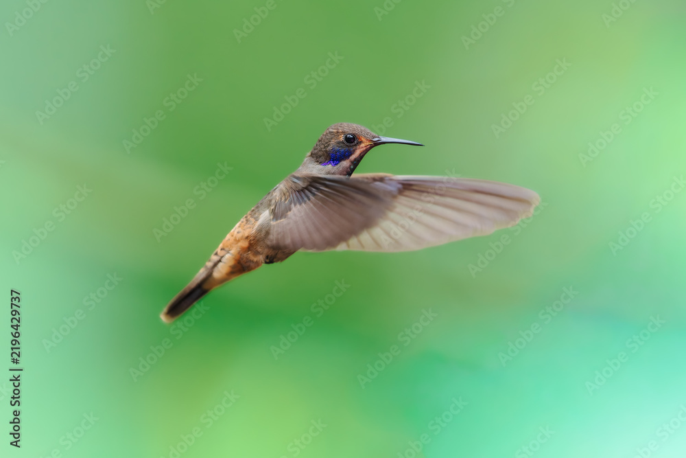 Fototapeta premium A Brown Violetear hummingbird (Colibri delphinae) hovering in flight against a lush green background in Ecuador.