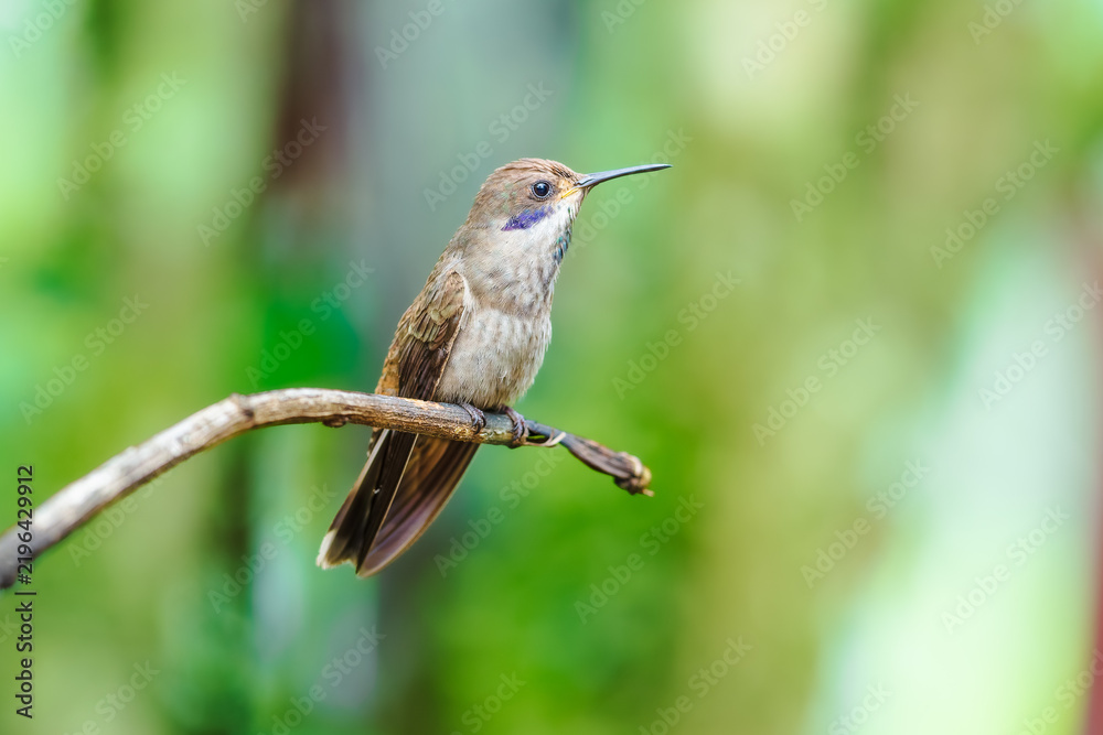 Obraz premium A Brown Violetear hummingbird (Colibri delphinae) hovering in flight against a lush green background in Ecuador.