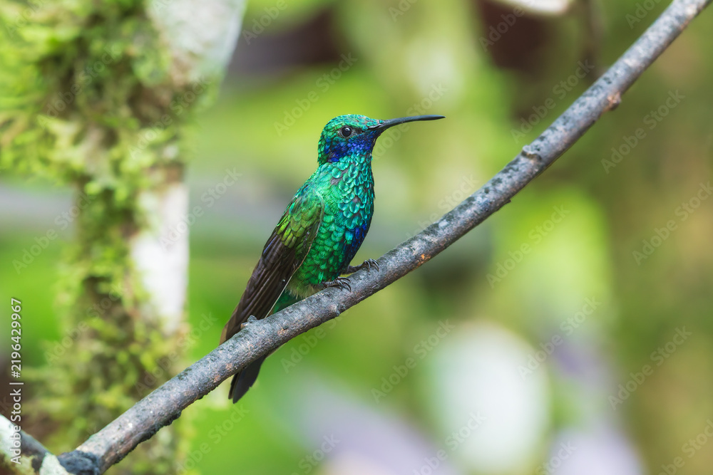 Obraz premium A Sparkling Violetear hummingbird (Colibri coruscans) perched on a branch in the cloud forest of Ecuador.