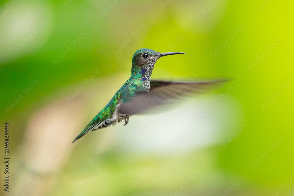 Obraz premium A White-necked Jacobin hummingbird (Florisuga mellivora) hovering in flight against a lush green background in Ecuador.