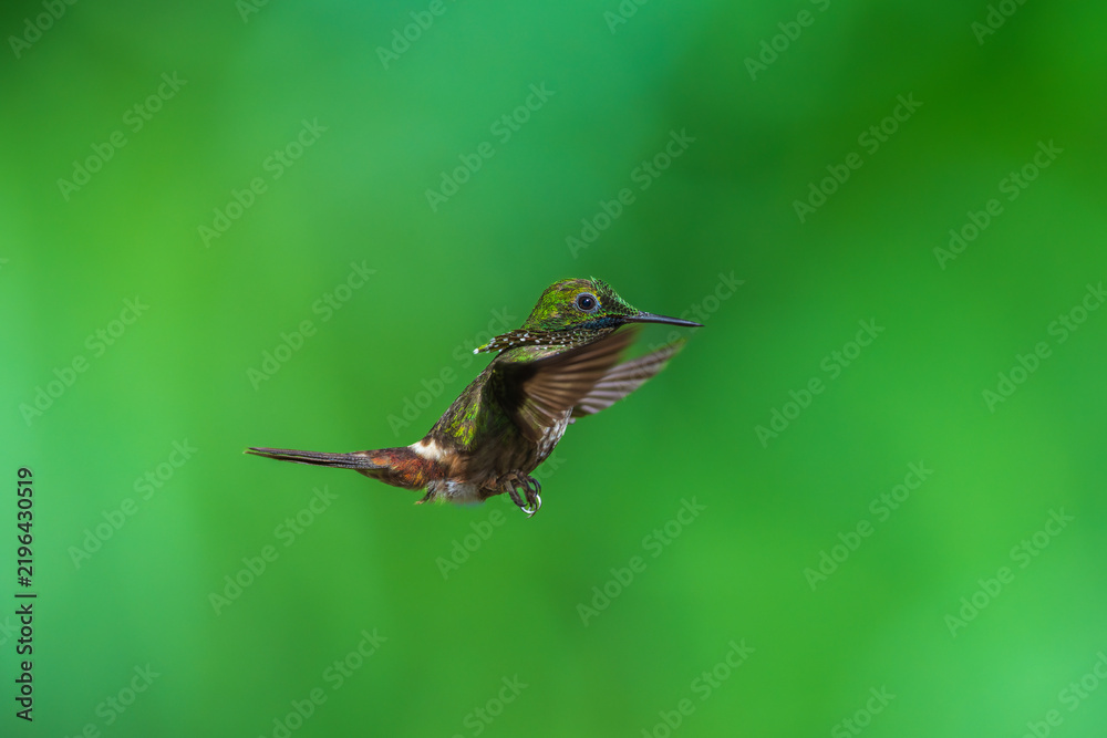 Fototapeta premium A Festive Coquette hummingbird (Lophornis chalybeus) hovering in flight against a blurred green background in the Atlantic Forest of Brazil.