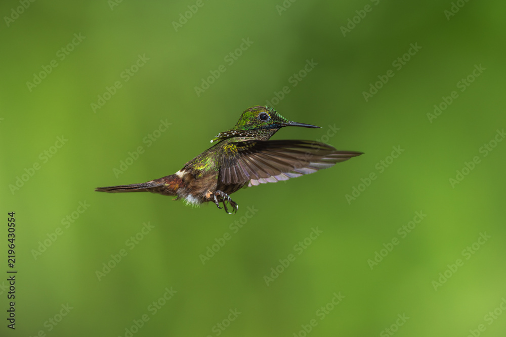 Fototapeta premium A Festive Coquette hummingbird (Lophornis chalybeus) hovering in flight against a blurred green background in the Atlantic Forest of Brazil.