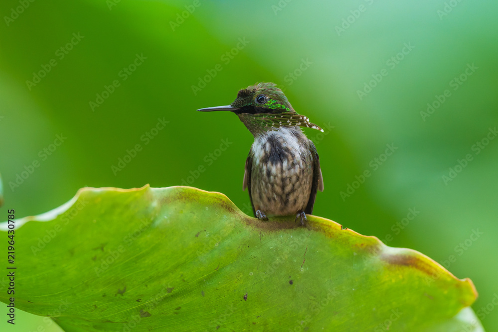 Obraz premium A Festive Coquette hummingbird (Lophornis chalybeus) perched on a vibrant green leaf in the Atlantic Forest of Brazil.