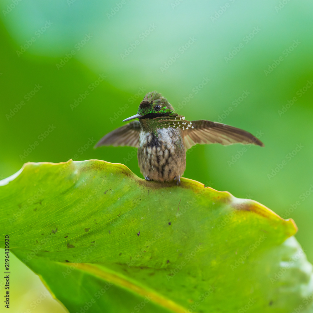 Obraz premium A Festive Coquette hummingbird (Lophornis chalybeus) perched on a vibrant green leaf in the Atlantic Forest of Brazil.