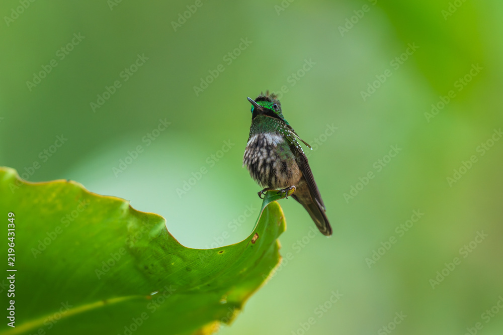 Fototapeta premium A Festive Coquette hummingbird (Lophornis chalybeus) perched on a vibrant green leaf in the Atlantic Forest of Brazil.