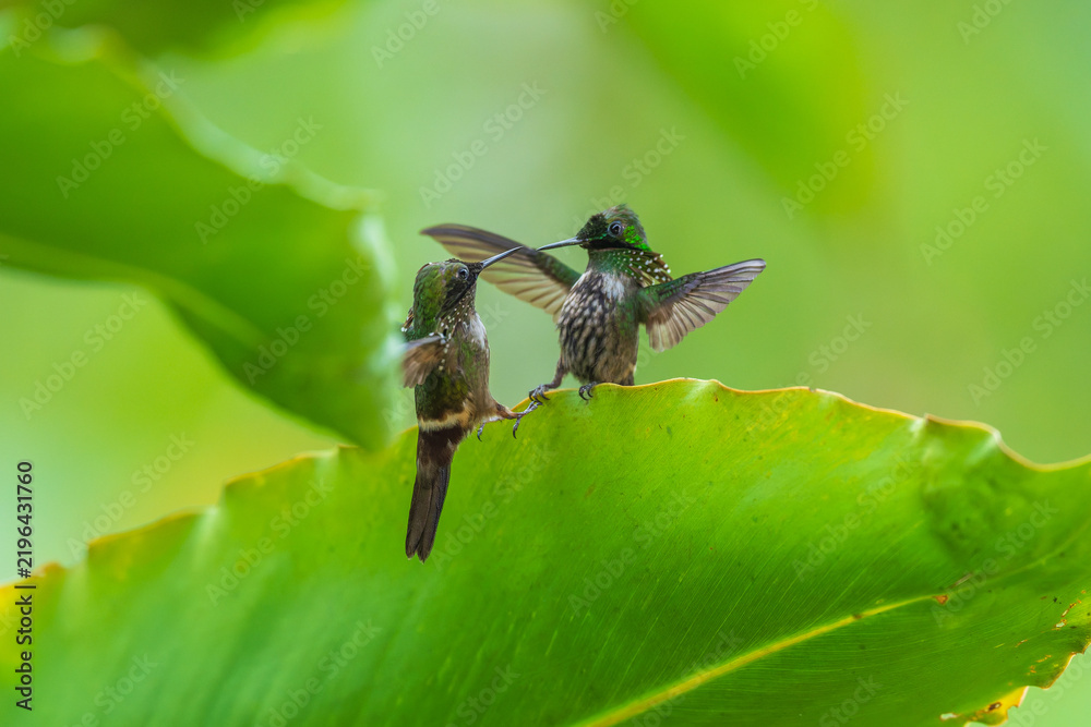 Fototapeta premium A Festive Coquette hummingbird (Lophornis chalybeus) perched on a vibrant green leaf in the Atlantic Forest of Brazil.