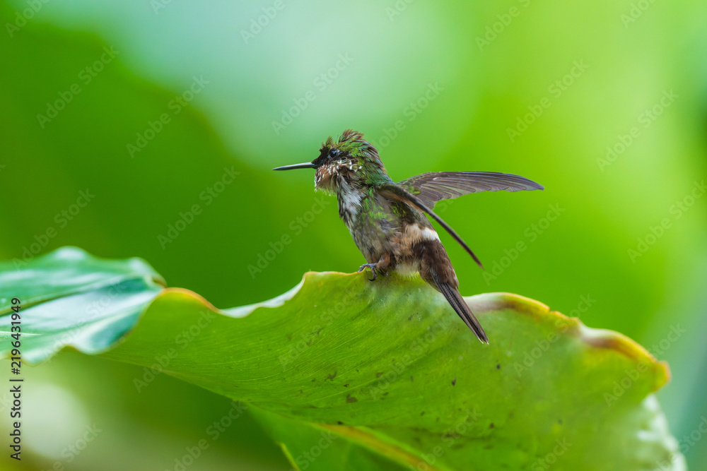 Fototapeta premium A Festive Coquette hummingbird (Lophornis chalybeus) perched on a vibrant green leaf in the Atlantic Forest of Brazil.