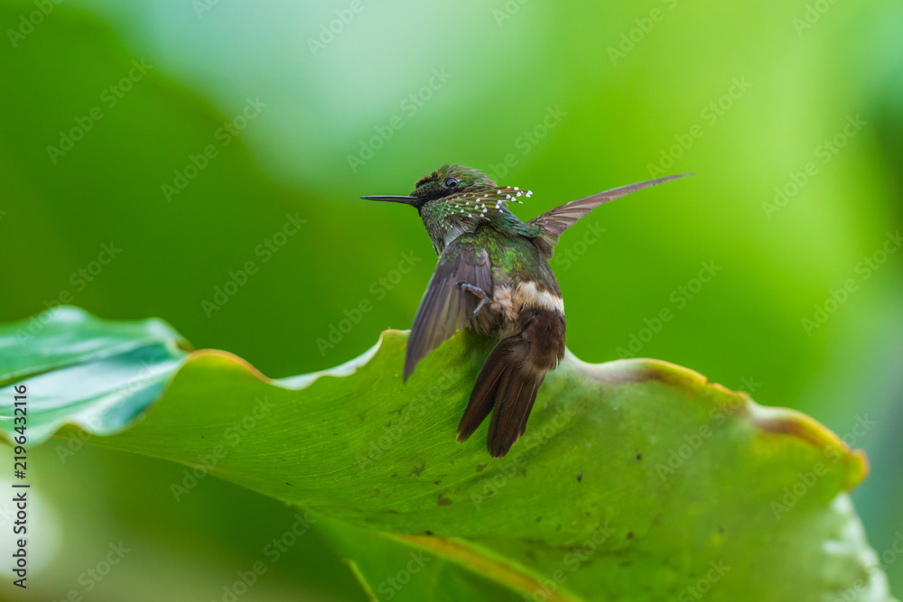 Obraz premium A Festive Coquette hummingbird (Lophornis chalybeus) perched on a vibrant green leaf in the Atlantic Forest of Brazil.