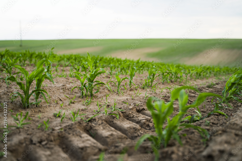 Fototapeta premium Green corn plants emerging from rows of cultivated soil, representing agriculture, growth, and sustainable farming