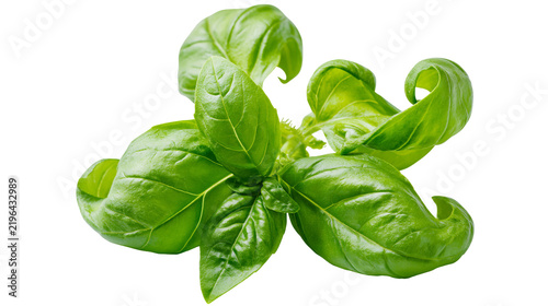 Isolated fresh green basil leaves, a vibrant aromatic culinary herb for healthy cooking.