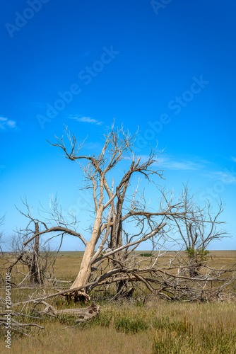 Old, dead trees out on the open great plains of the Midwest